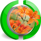 Tiger Lily Live Wallpaper icon