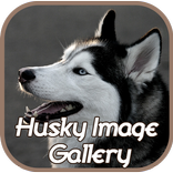 Husky Image Gallery