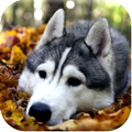 Husky Dog Rescue