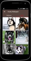 Husky Wallpaper screenshot 1