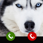 Fake Call from Siberian husky dog icône
