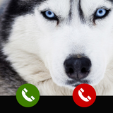 Fake Call from Siberian husky dog icône