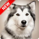 Husky Wallpaper APK