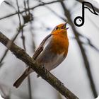 Vogelstimmen : Ruf & Gesang simgesi