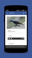 Vogelstimmen : Ruf & Gesang screenshot 2