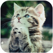 Cute Cat Wallpapers