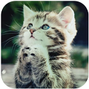 Cute Cat Wallpapers aplikacja