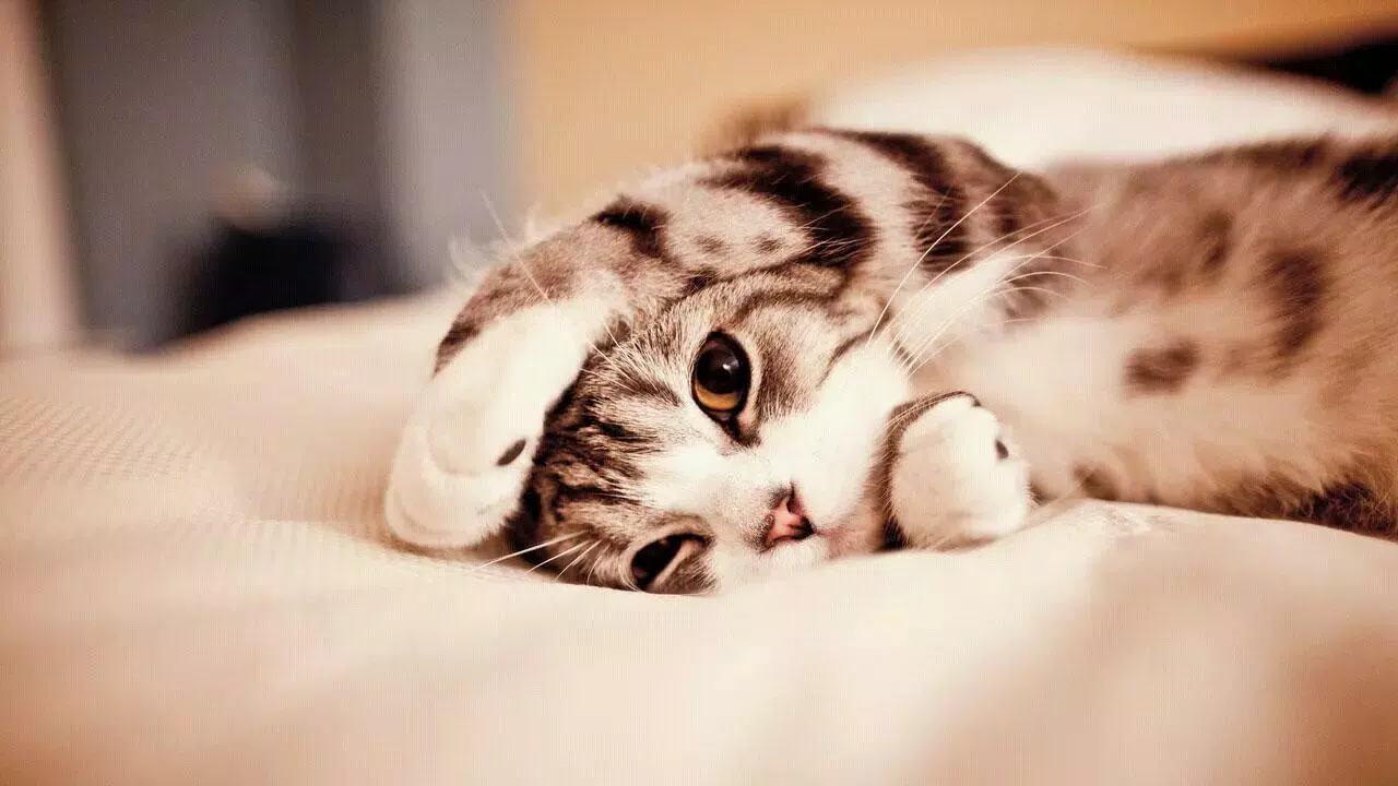 Android向けのかわいい猫の壁紙 Apkをダウンロードしましょう