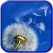 Dandelion wallpaper