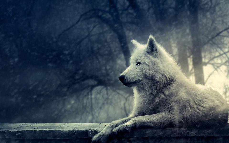 Одинокий волк лучшие песни