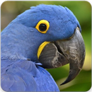 Hyacinth Macaw Sounds : Hyacinth Macaw Talking-APK