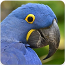 Hyacinth Macaw Sounds : Hyacinth Macaw Talking APK