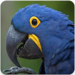 Descargar APK de Hyacinth Macaw Sounds : Hyacinth Macaw Talking