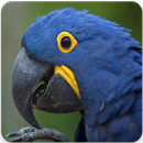Hyacinth Macaw Sounds : Hyacinth Macaw Talking APK