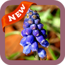 Hyacinths Wallpaper APK