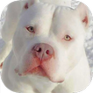 pitbull wallpaper - dog