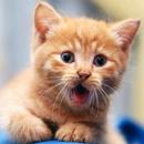 Talking Catnip APK