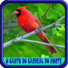 آیکون‌ O CANTO DO CARDEAL DO NORTE