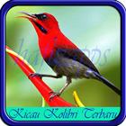 Kicau Kolibri Terbaru icon