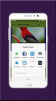 Kicau Kolibri Terbaru capture d'écran 1