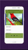 Kicau Kolibri Terbaru screenshot 2