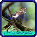 Master Kicau Burung Nightingale APK