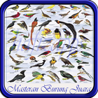 Masteran Suara Burung  Terbaru Lengkap Offline ikon