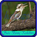 Suara Burung Kookaburra APK