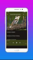Suara Burung Kookaburra imagem de tela 2