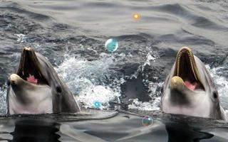 Dolphins Sound live wallpaper capture d'écran 2