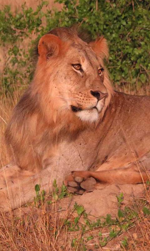 Savanna Lion Hd Live Wallpaper For Android Apk Download