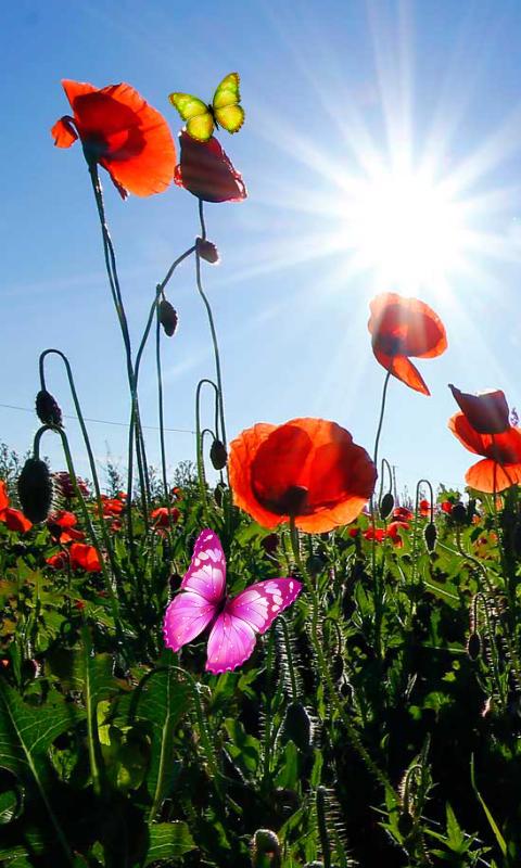 Poppy Sunset live wallpaper APK for Android Download Poppy Sunset live wallpaper APK for Android Download