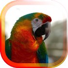 Parrot Gallery live wallpaper icône