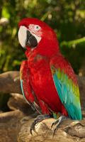 Parrot Gallery live wallpaper poster