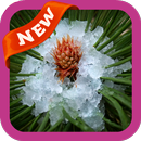 Hail Wallpaper APK