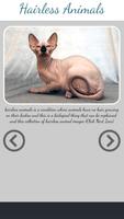 Hairless Animal Affiche