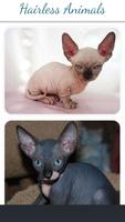 Hairless Animal تصوير الشاشة 1