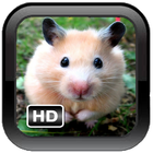 Sweet Hamster Wallpaper أيقونة