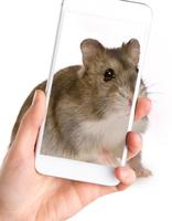 Sweet Hamster Wallpaper پوسٹر