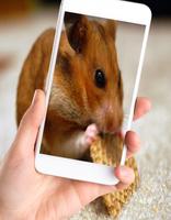 Sweet Hamster Wallpaper اسکرین شاٹ 1