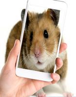 Sweet Hamster Wallpaper اسکرین شاٹ 2