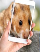 Sweet Hamster Wallpaper تصوير الشاشة 3