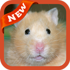 Hamster Wallpaper آئیکن