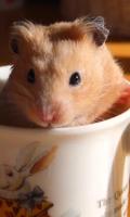 Hamster Wallpaper اسکرین شاٹ 2