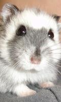 Hamster Wallpaper اسکرین شاٹ 3