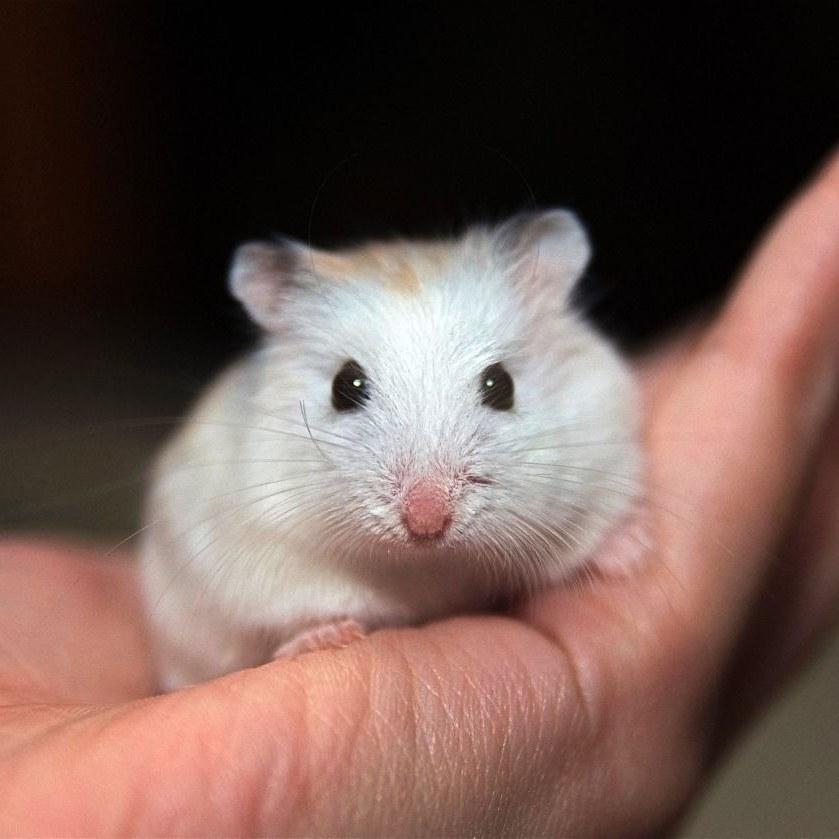 Комбо в хомяке hamster. Белый хомячок. Комбо в хомяке hamster. Хомяк мама и папа. Смешные хомячки.