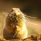 funny hamster wallpaper آئیکن