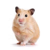 funny hamster wallpaper اسکرین شاٹ 1