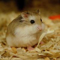 funny hamster wallpaper syot layar 3