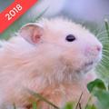 Hamster Wallpapers